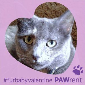 Meet your Posher, Stella